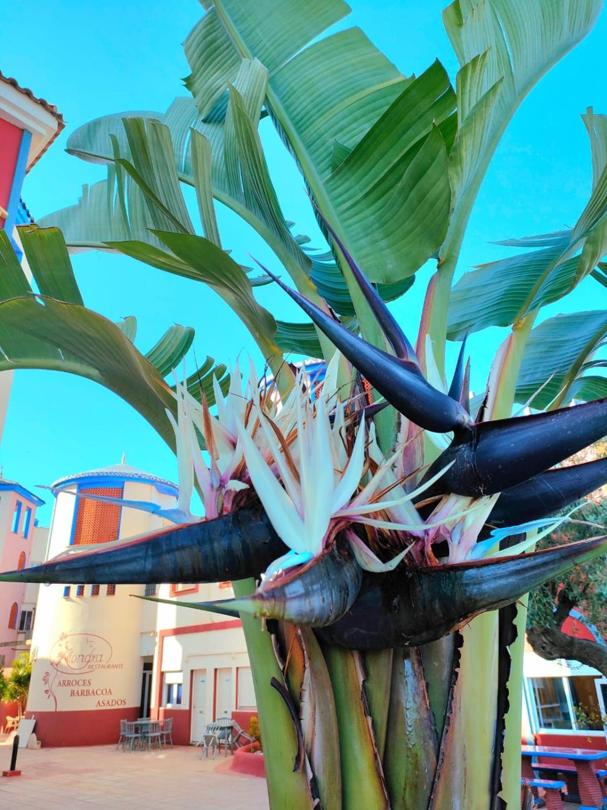 Casa De Buenos Dias Apartment Torrevieja Luaran gambar